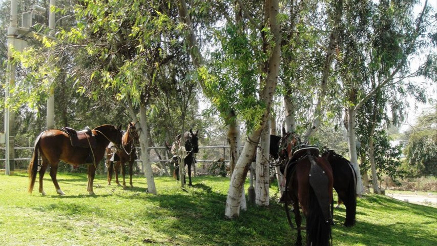 Fundo Las Palmeras