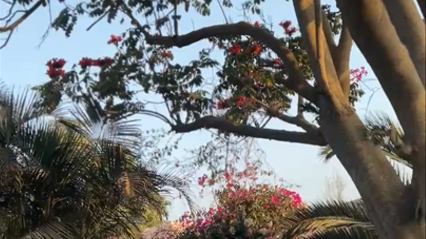 La Jacarandá de boda