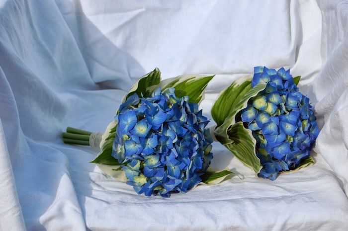 Bouquet de hortensias
