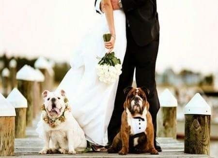 Mascotas en tu boda - 3
