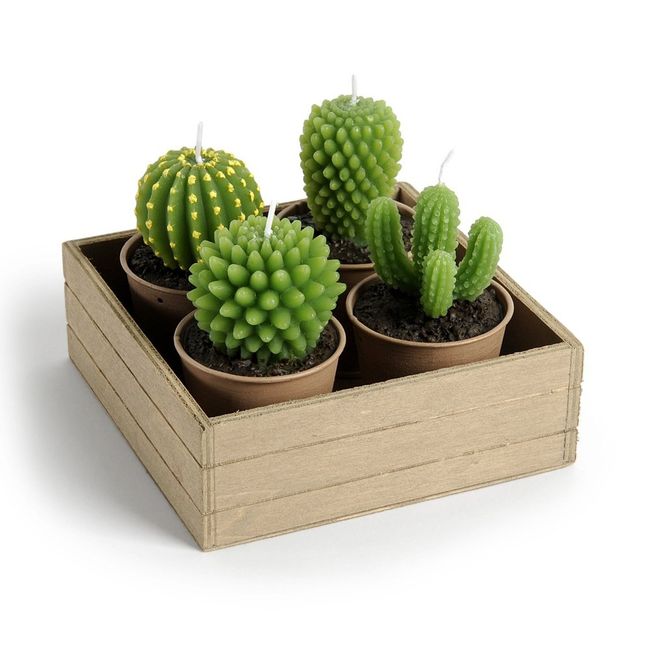 decoración matrimonio con cactus