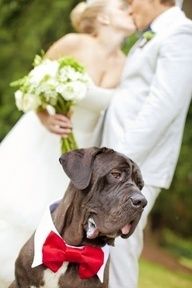 perros en la boda