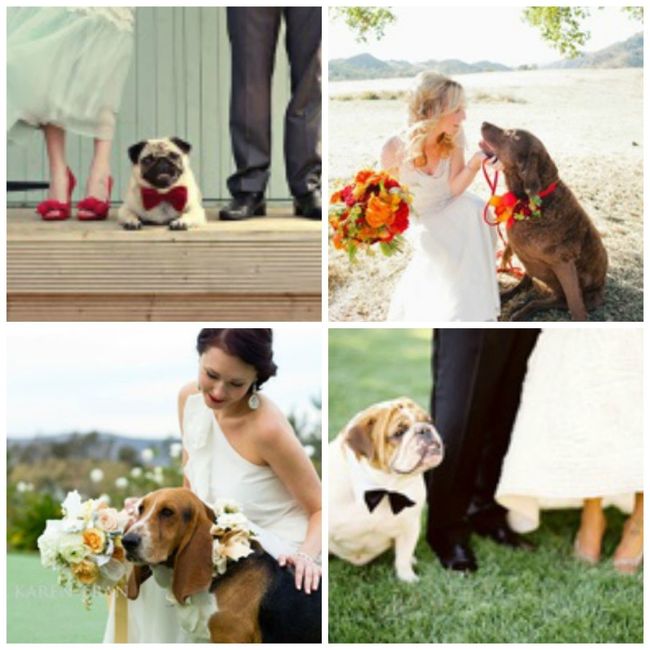perros en la boda