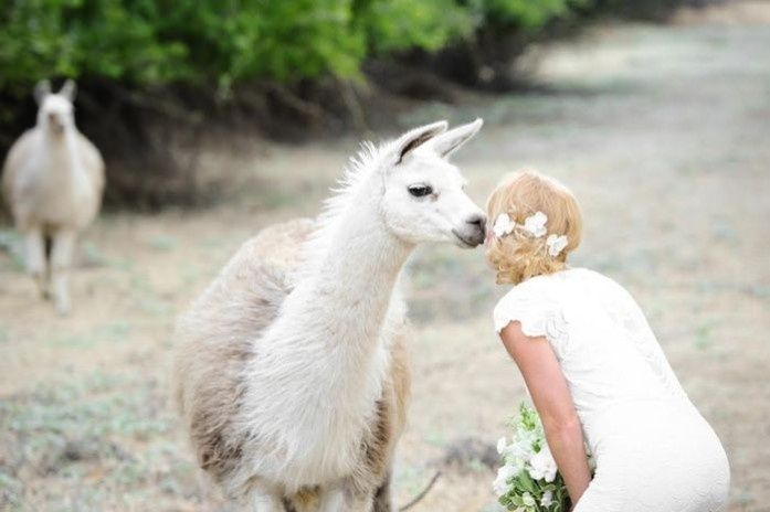 6. Foto con animales, boda en el campo