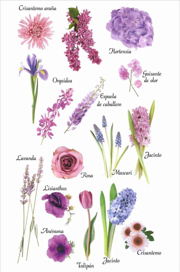 Tipos de flores moradas y lilas para tu bouquet