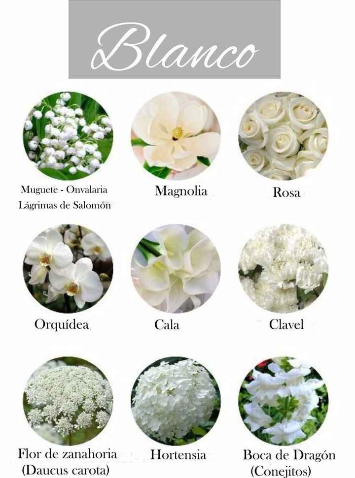 Tipos de flores blancas para tu bouquet