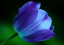 tulipanes azules