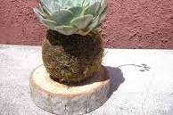 Mini kactus