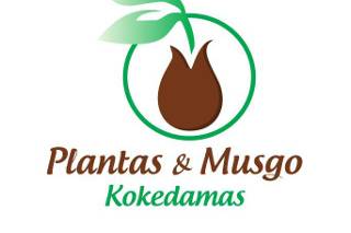 Kokedamas Plantas y Musgo