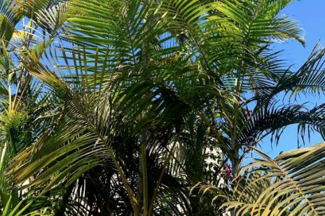 Jardín oeste: palmeras tropicales