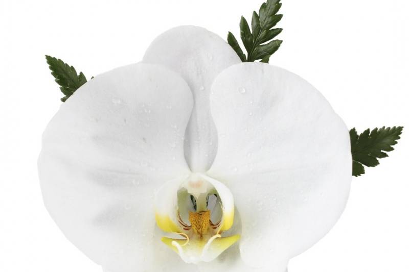 Botonier de orquídea
