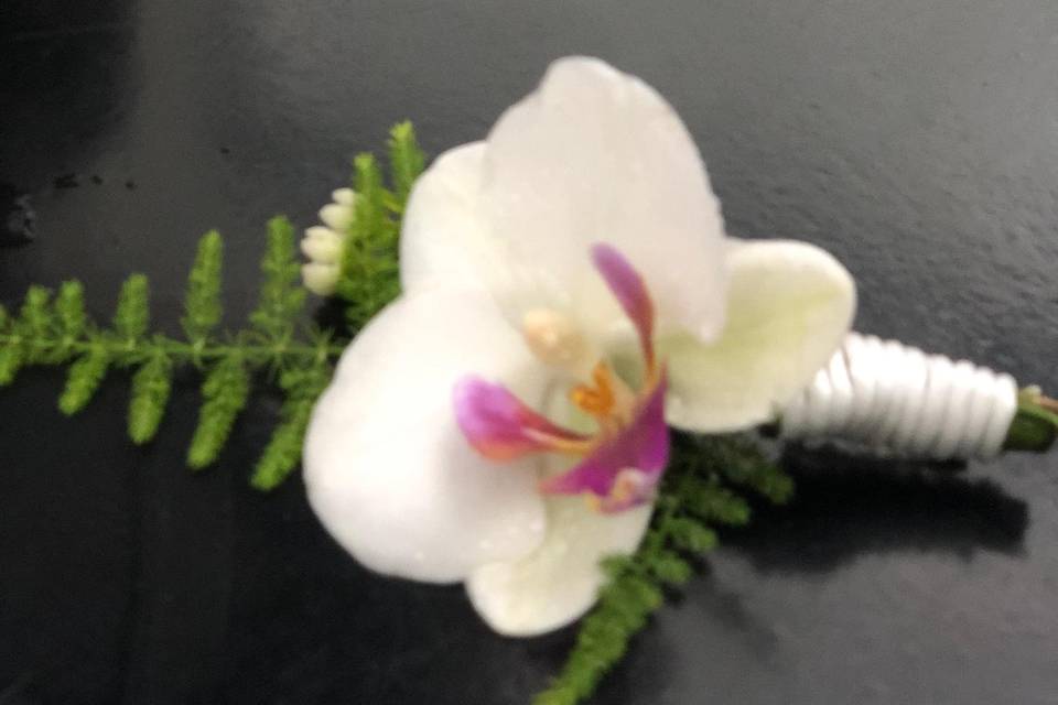 Botoniers en orquídea