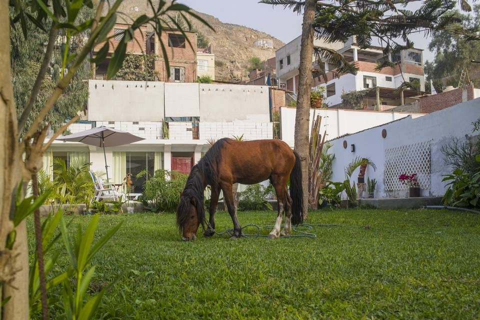 Caballo en el jardín