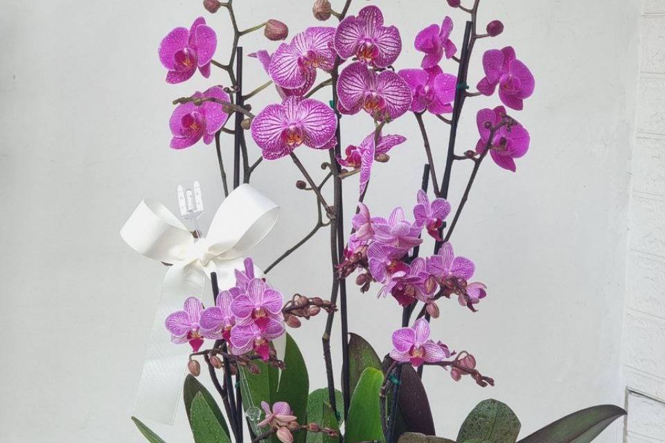 Orquideas phalaenopsis