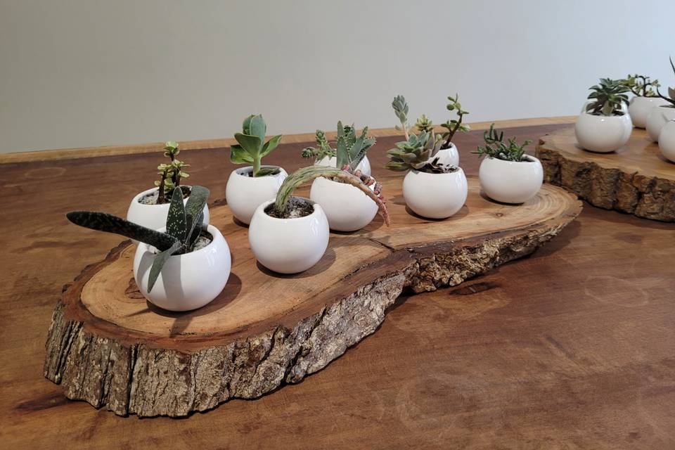 Suculenta y cactus
