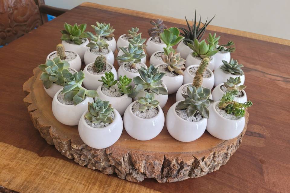 Suculenta y cactus