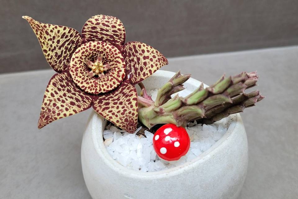 Suculenta y cactus