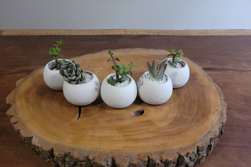 Suculenta y cactus