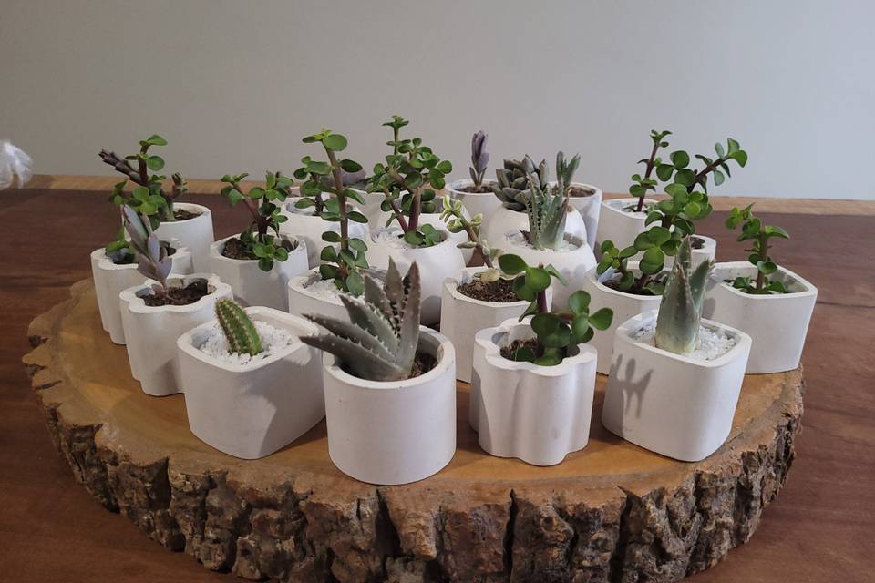 Suculenta y cactus