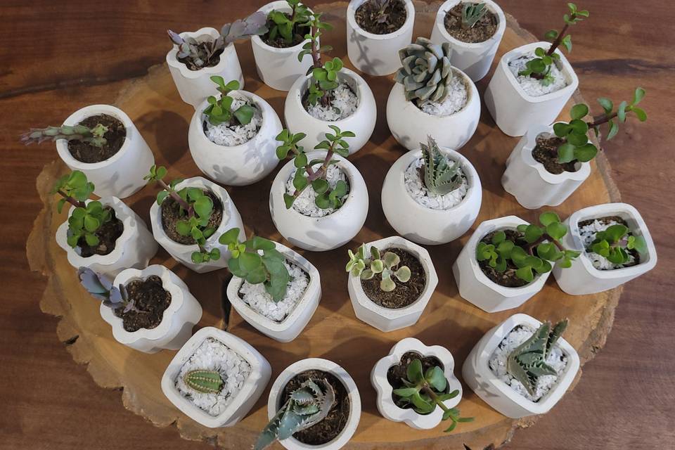 Suculenta y cactus