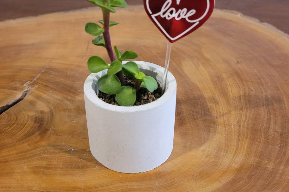 Suculenta y cactus