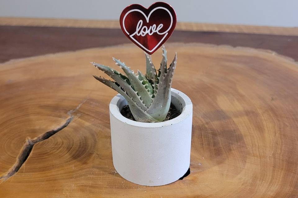 Suculenta y cactus