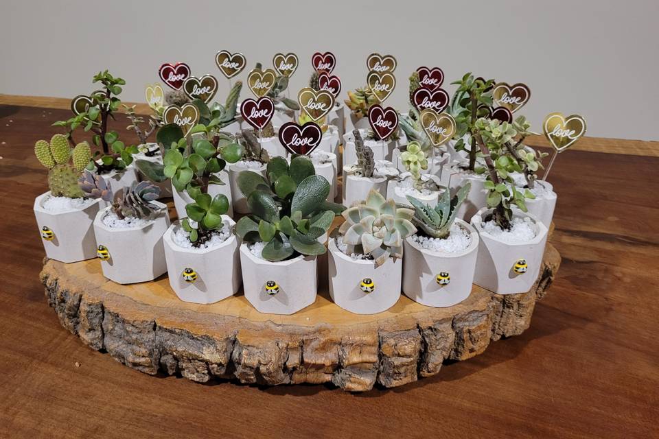 Suculenta y cactus