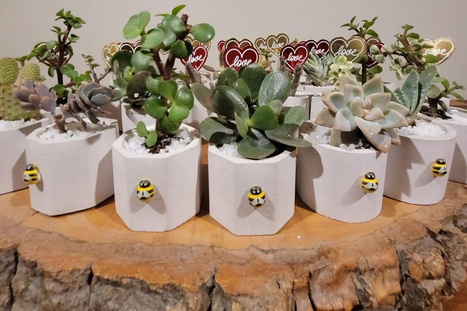 Suculenta y cactus