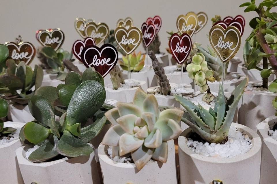Suculenta y cactus