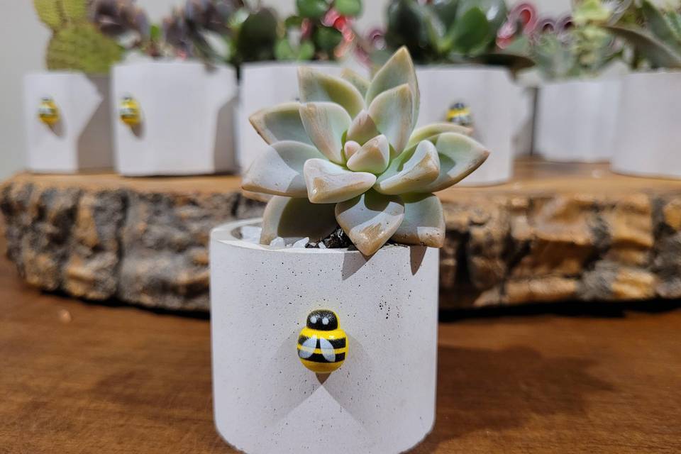 Suculenta
