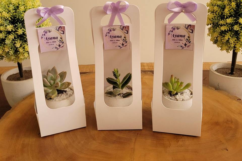 Suculenta y cactus