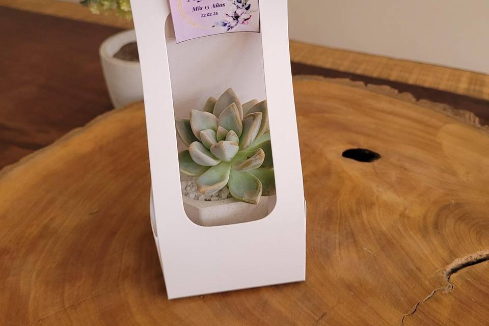 Suculenta y cactus