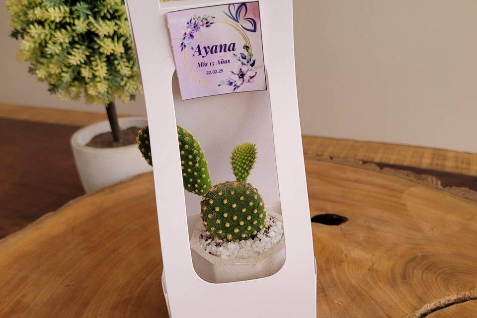 Suculenta y cactus