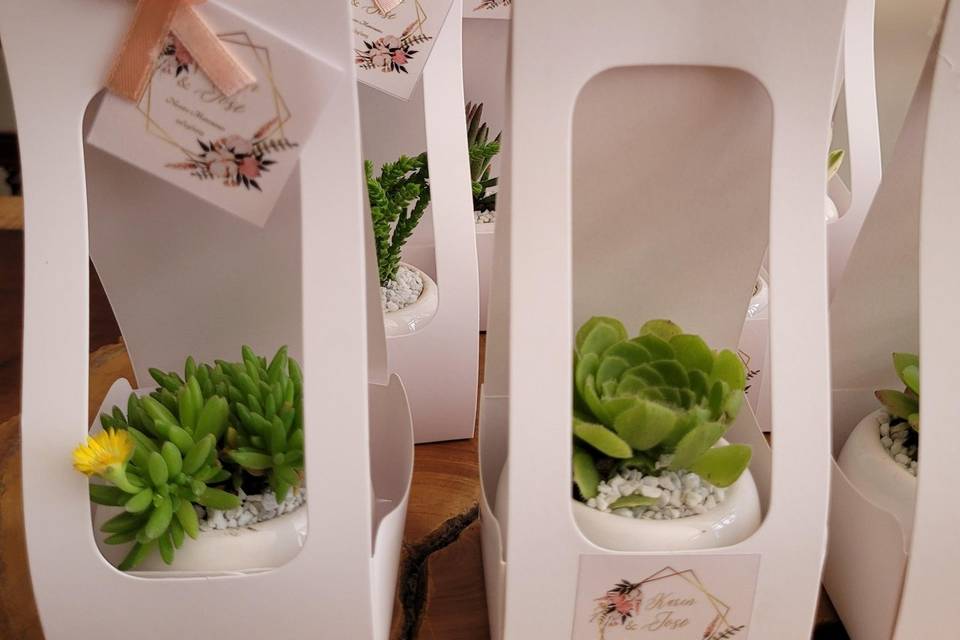 Suculenta y cactus