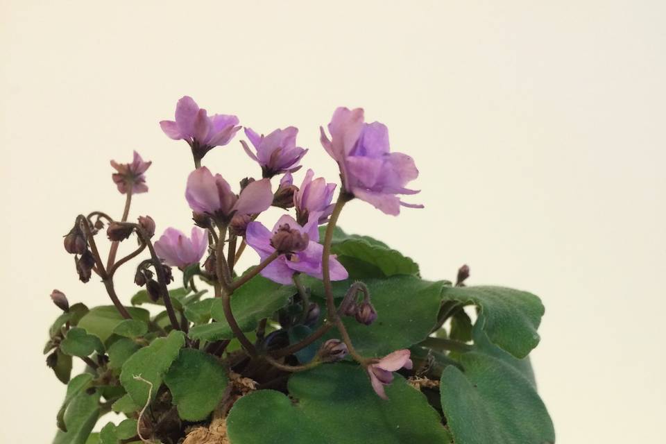 Mini violetas africanas