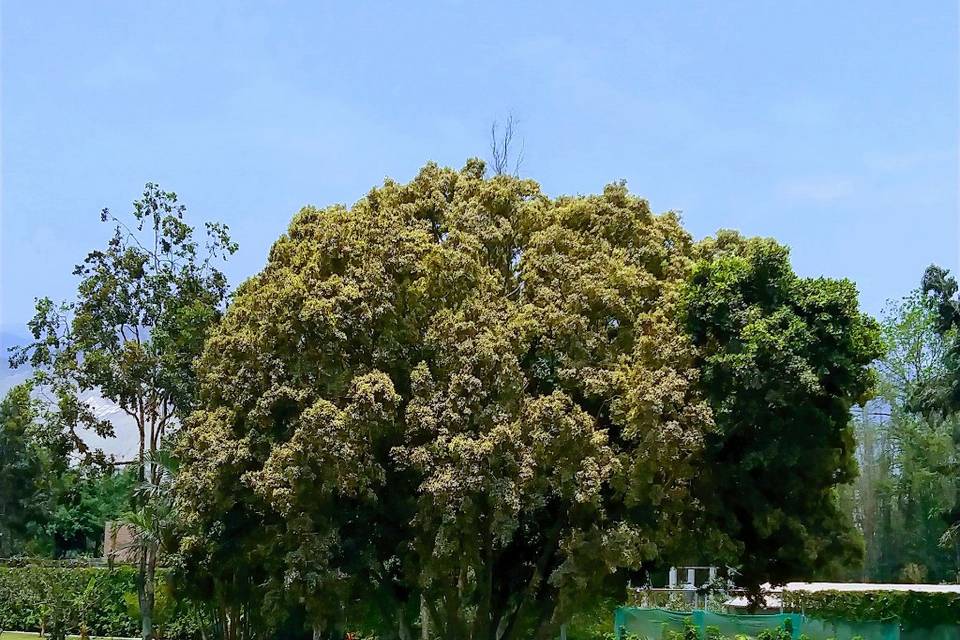 Árbol ideal para decoración